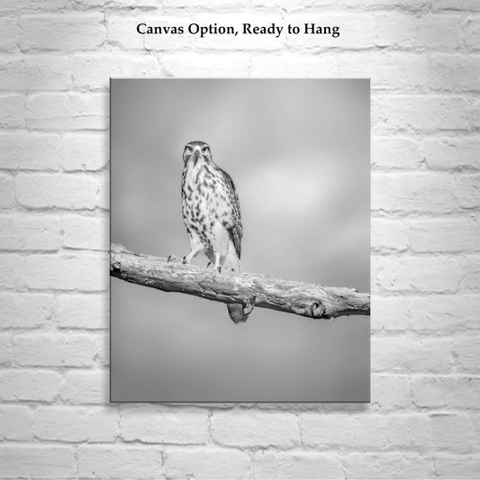 Hawk Bird Art Print | Minimalist Avian Wall Decor in Black and White