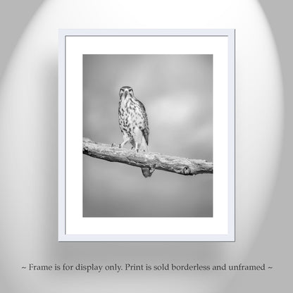 Hawk Bird Art Print | Minimalist Avian Wall Decor in Black and White