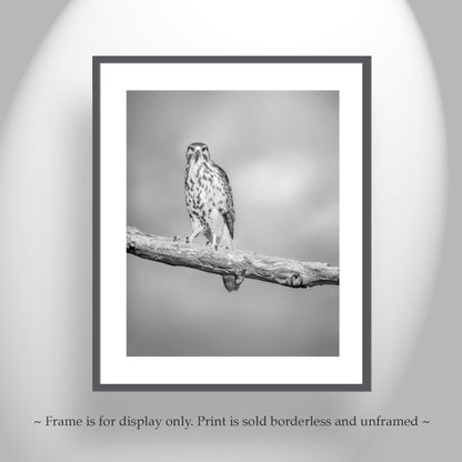 Hawk Bird Art Print | Minimalist Avian Wall Decor in Black and White