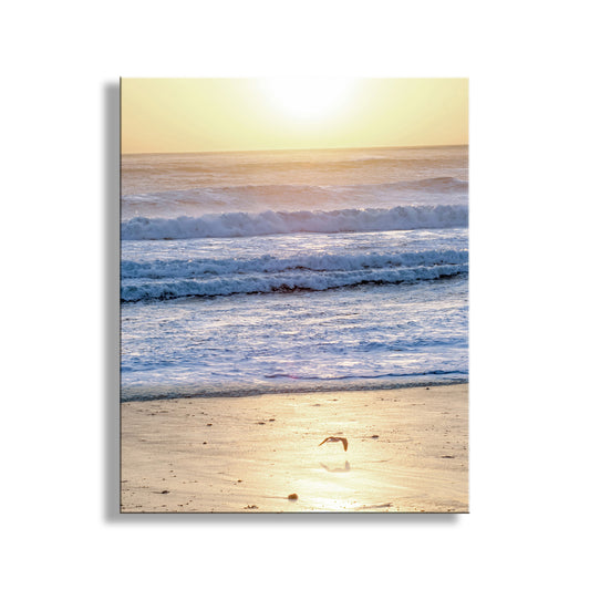 Beach scene with waves and sunset on a white background. My brilliant Pacific Ocean beach sunset photograph to adorn your walls! Here, a lone marauding seagull glides over an empty Jalama Beach on a windy, bracing evening at the Big Sur coast, planet Earth. Original, unique signed art by Murray Bolesta!
