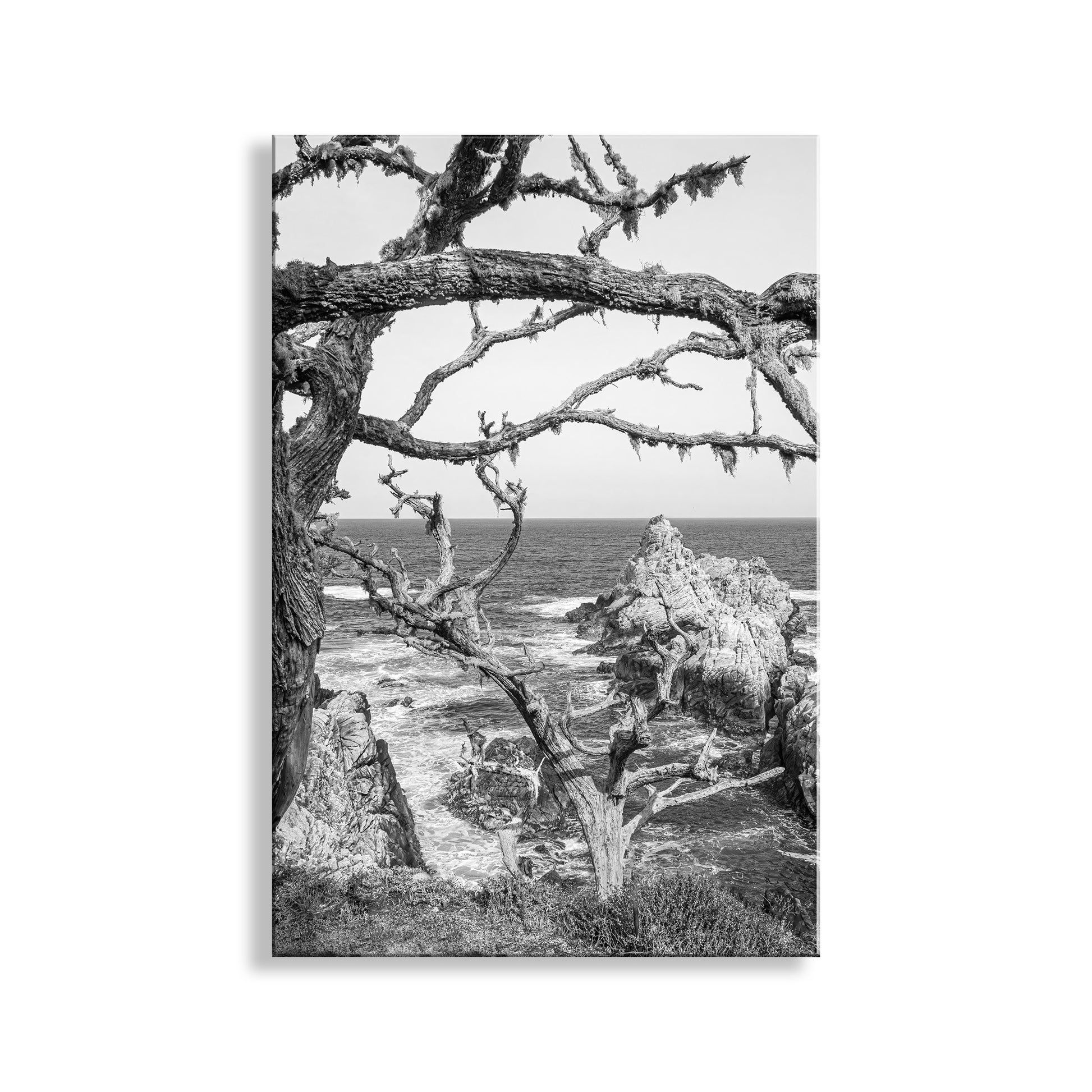 Black and white image of a coastal scene with a tree and ocean. Carmel California Coast Print at Point Lobos in Black & White