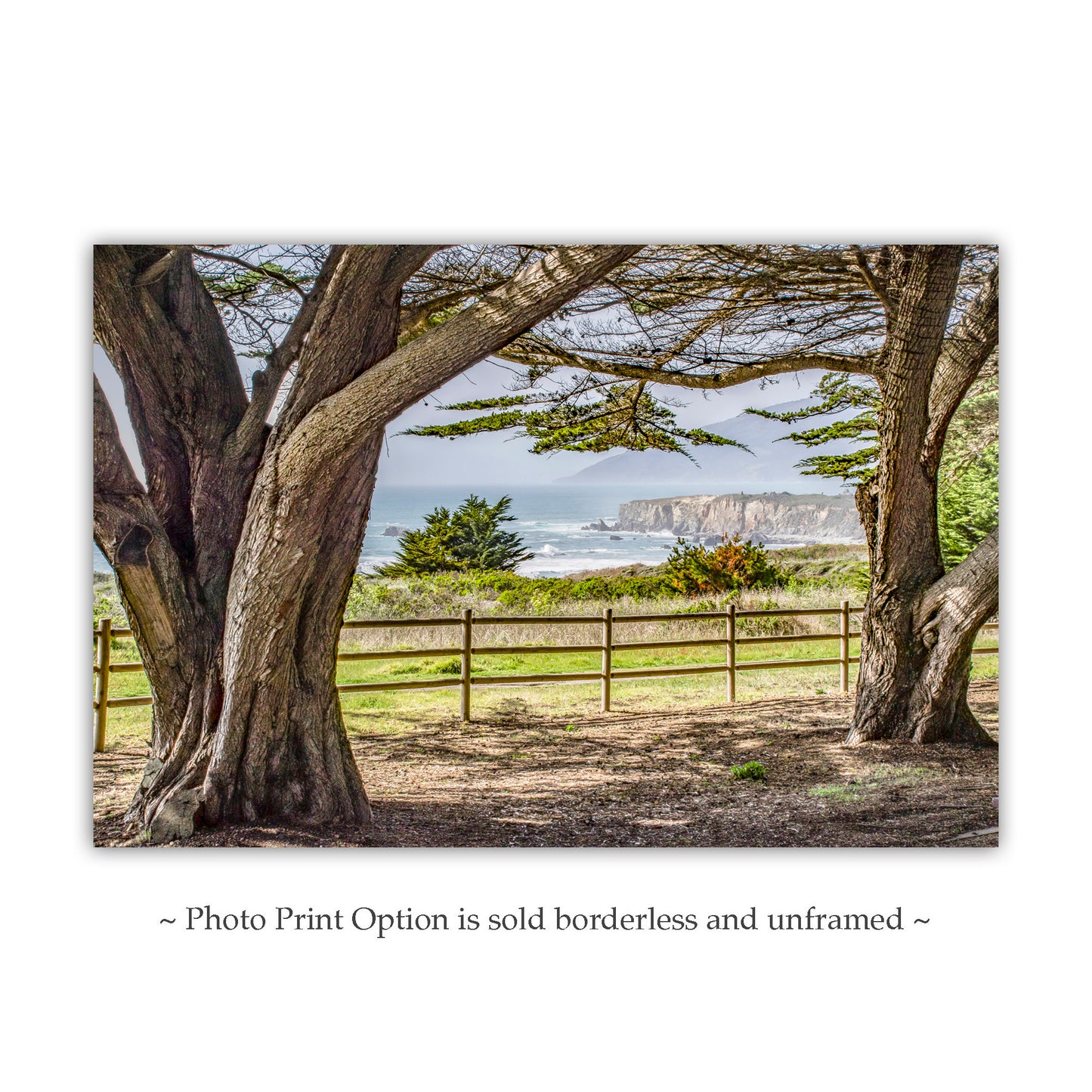 Big Sur Seacoast Art Print – Monterey Cypress & Pacific Ocean California
