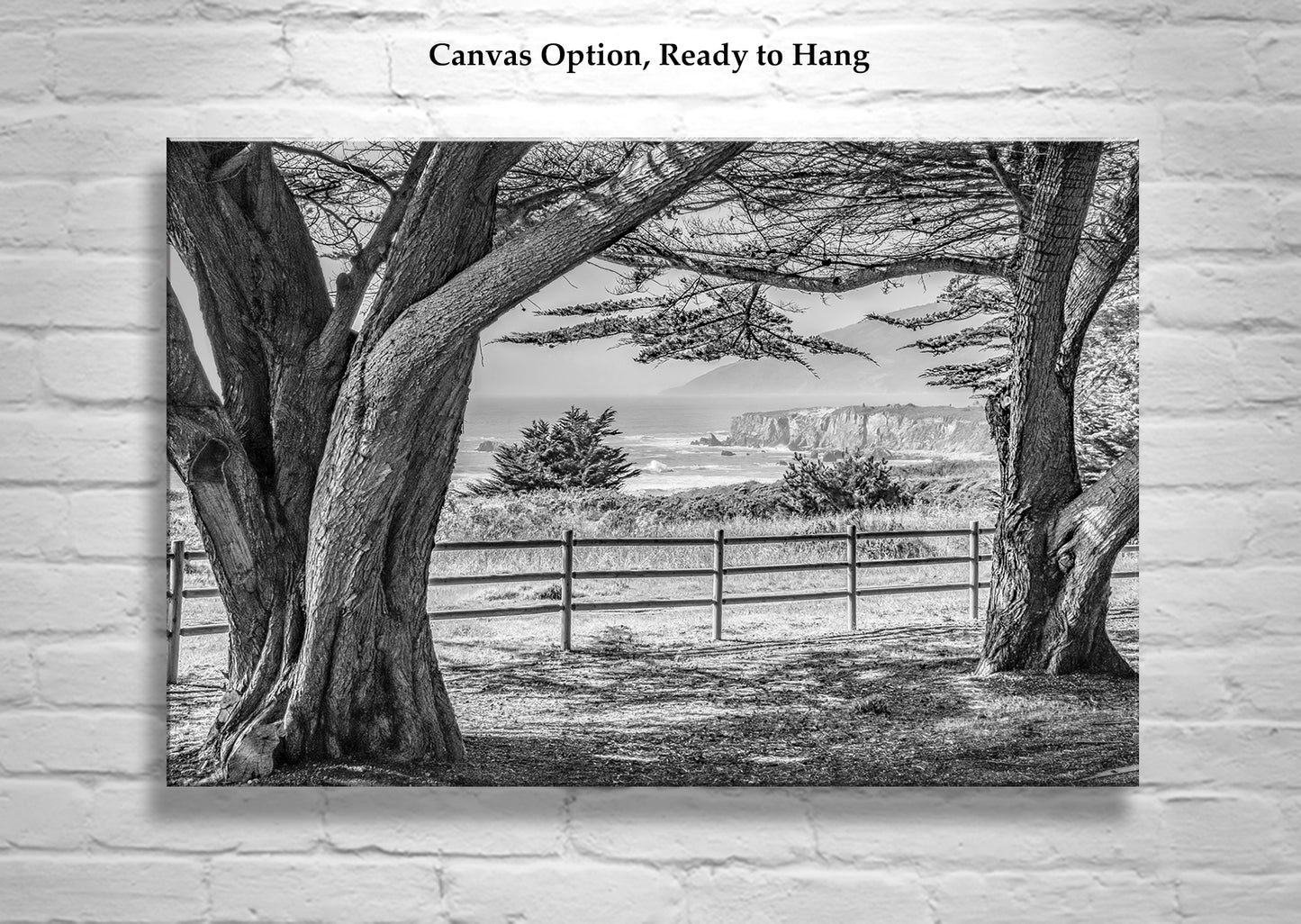 California Coast Art in Black and White at Big Sur with Monterey Cypress Trees