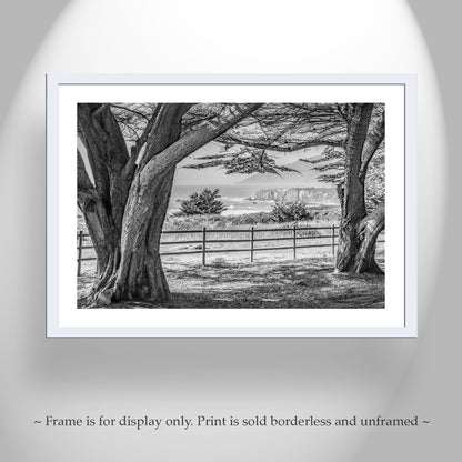 California Coast Art in Black and White at Big Sur with Monterey Cypress Trees