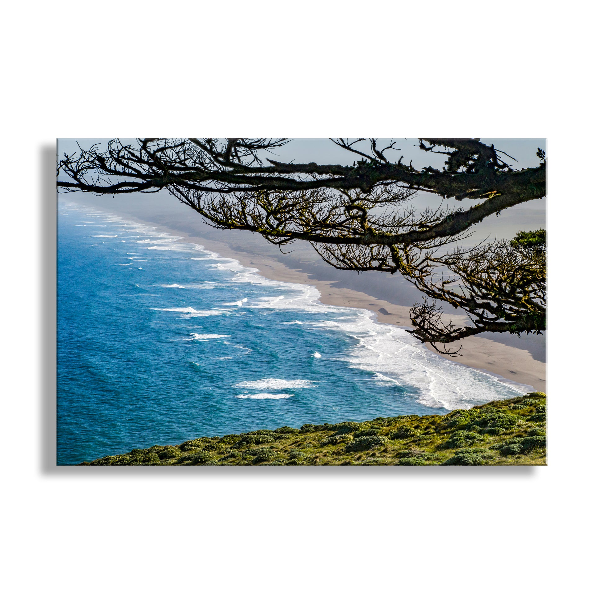 Scenic view of a beach with waves and trees on a white background. Unique Pt. Reyes art! My lovely scene of a wind-bent cypress tree framing the magnificent California coast at Point Reyes National Seashore. Original, unique signed art by Murray Bolesta.