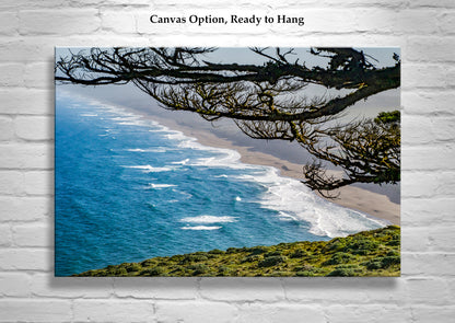 Point Reyes Wall Art by Murray Bolesta with Monterey Cypress Tree