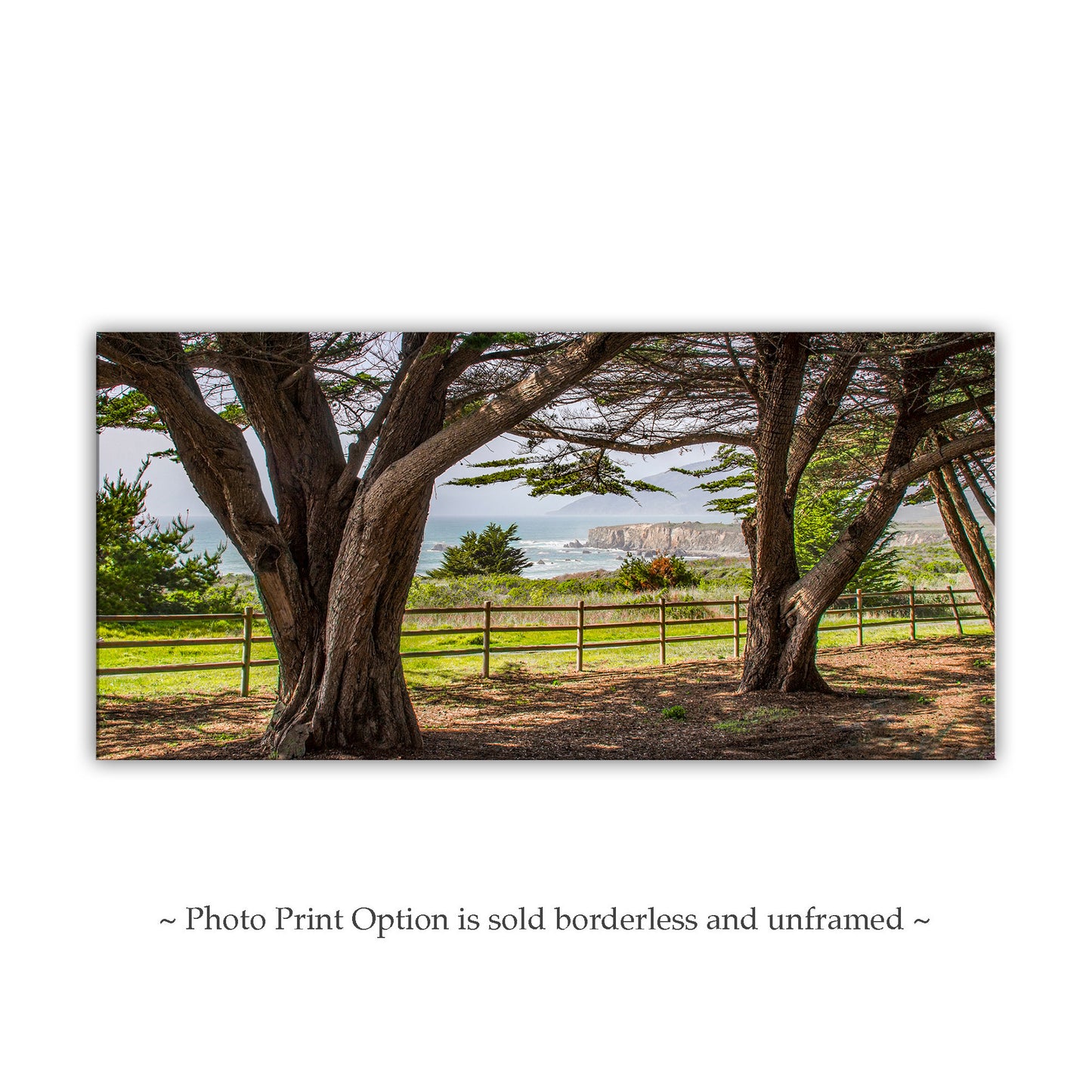 Big Sur California Coast Seascape Art with Monterey Cypress Trees