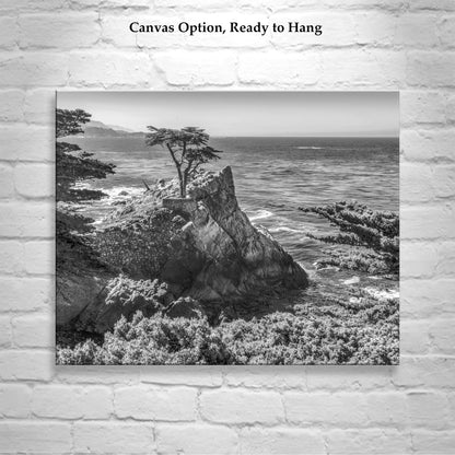 Carmel by the Sea Lone Cypress Trees Black and White Art Print