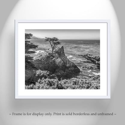 Carmel by the Sea Lone Cypress Trees Black and White Art Print