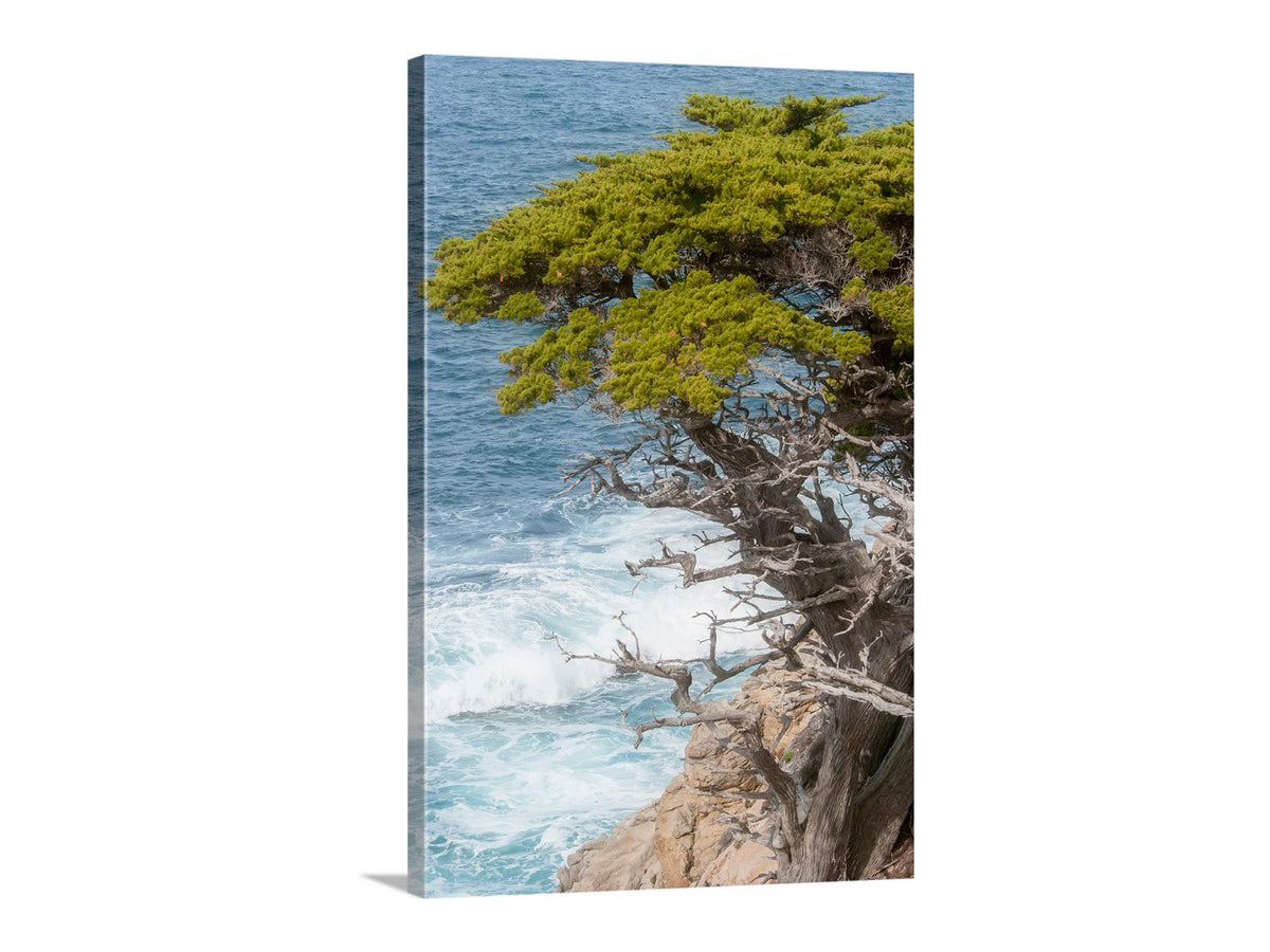 Canvas print of a tree by the ocean with a white border. My magnificent Monterey Peninsula art print with Point Lobos: coastal evergreens frame a restless sea on the Big Sur coastline of California, USA. Elemental, preserved wild nature at its most artful! Original, unique signed art by Murray Bolesta.