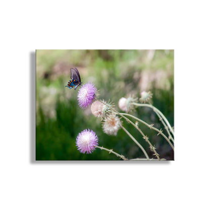 My elegant butterfly photograph with wild thistle flowers for your viewing pleasure! Here, a swallowtail butterfly alights on a blossom in a remote secret watery canyon off the San Pedro River valley in southern Arizona, planet Earth. Original, unique signed art by Murray Bolesta.