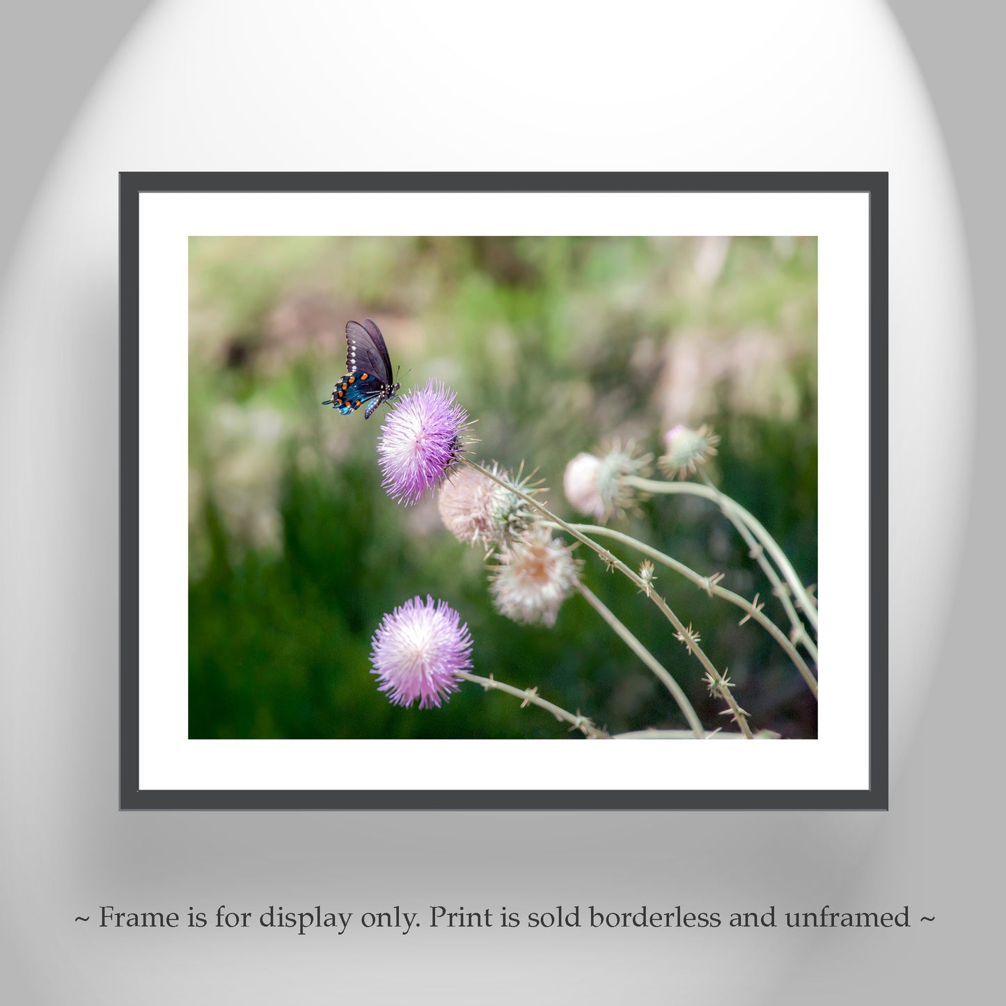 Painterly Butterfly Art Print with Wild Thistle Flowers as Large Nature Decor