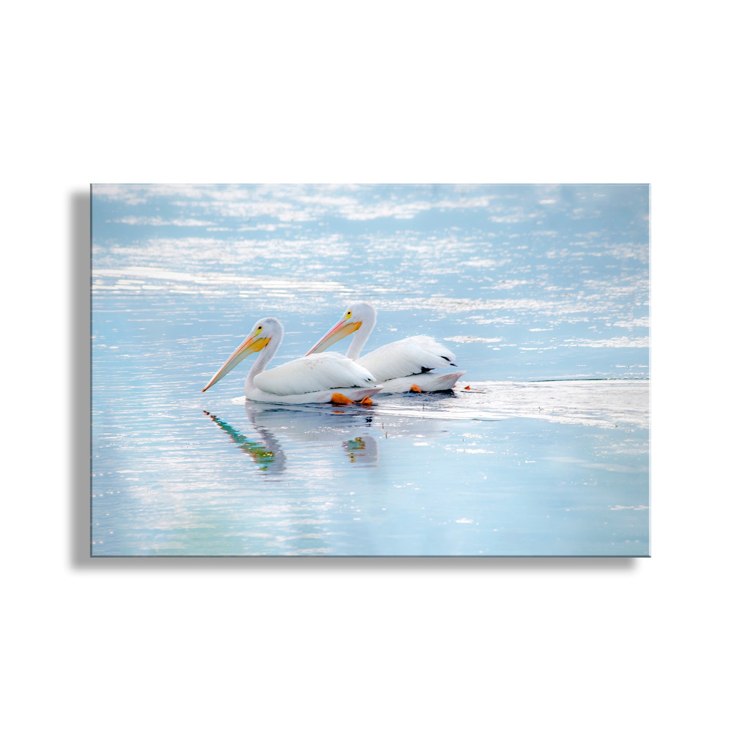 White Pelican Bird Art as Dreamy Wetlands Wildlife Decor | Klamath Refuge