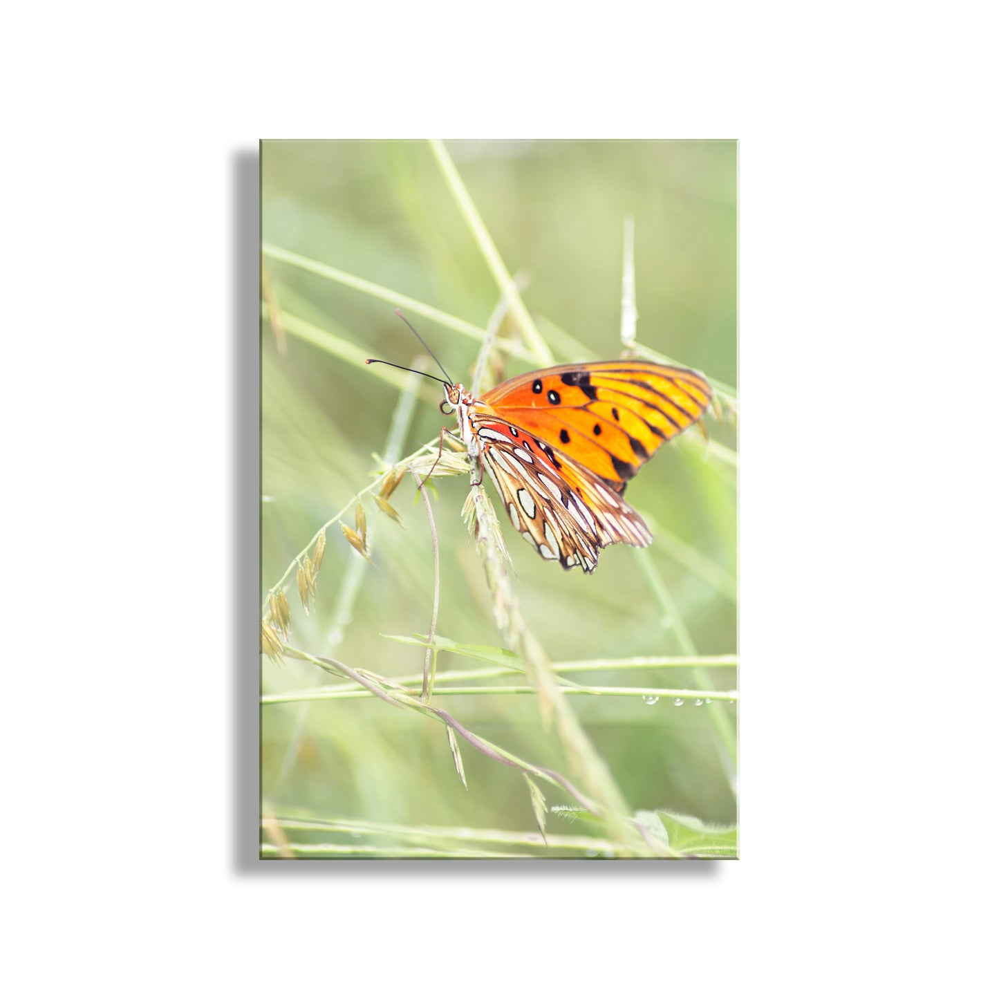 My elegant Passion butterfly image captured by me in the dewy grass of Madera Canyon, southern Arizona, planet Earth! Original, unique signed art by Murray Bolesta.