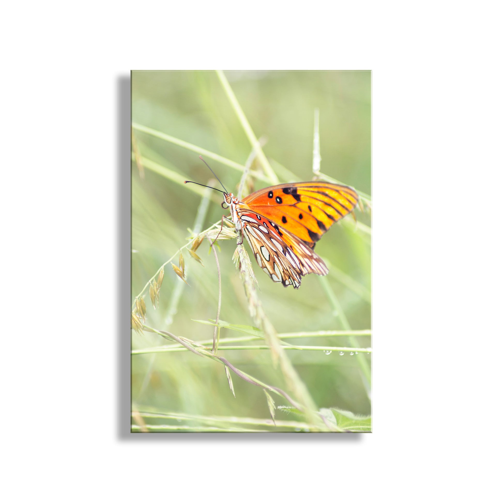 My elegant Passion butterfly image captured by me in the dewy grass of Madera Canyon, southern Arizona, planet Earth! Original, unique signed art by Murray Bolesta.
