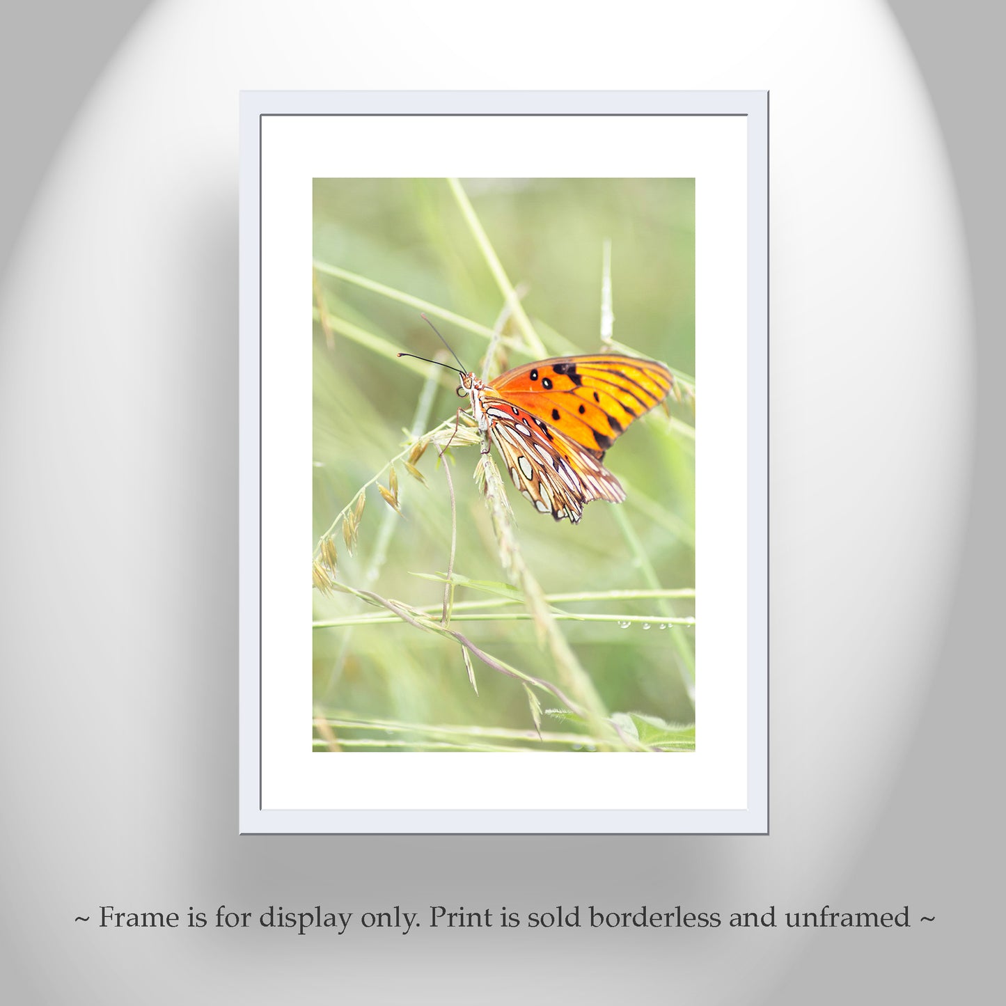 Butterfly Photo on Framed Canvas or Print as Arizona Nature Art