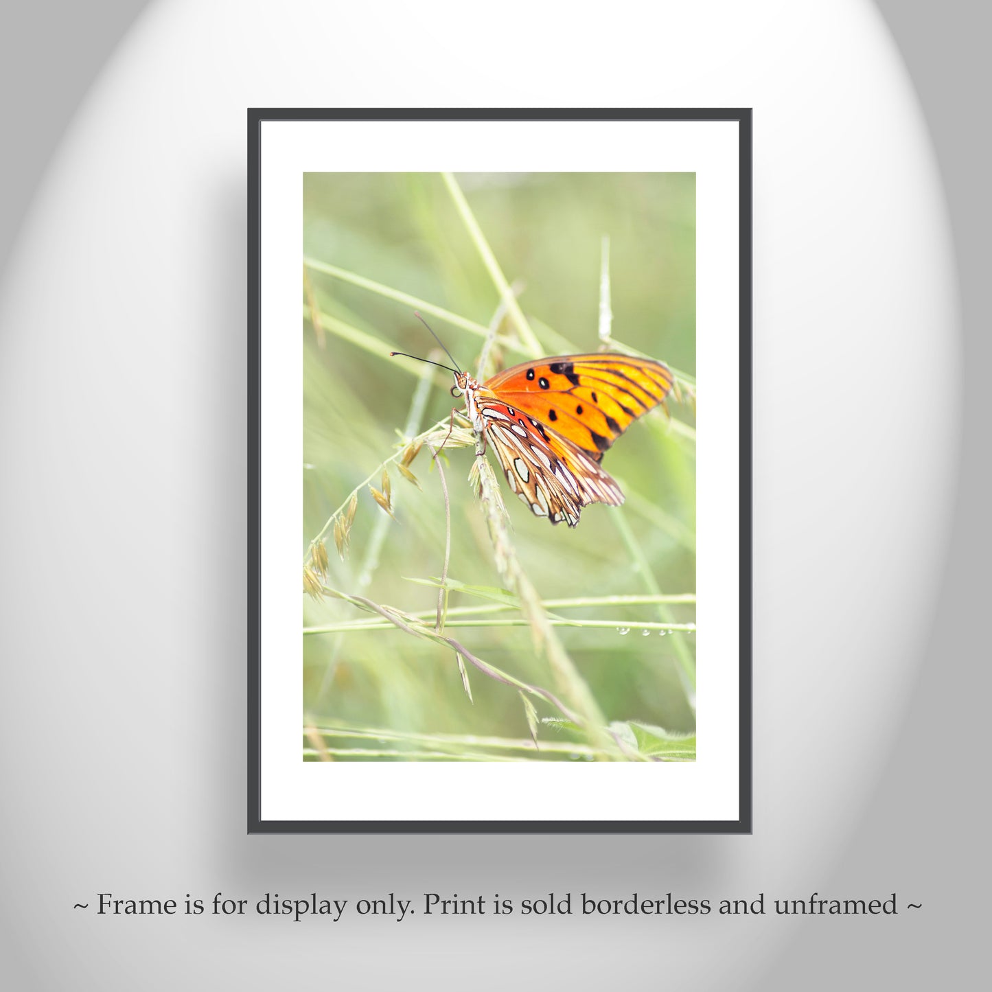 Butterfly Photo on Framed Canvas or Print as Arizona Nature Art