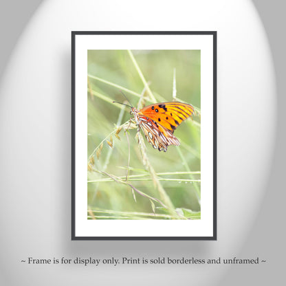 Butterfly Photo on Framed Canvas or Print as Arizona Nature Art