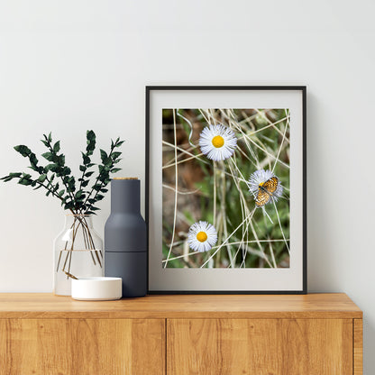 Butterfly & Wildflower Fine Art Print | Arizona Nature Photo