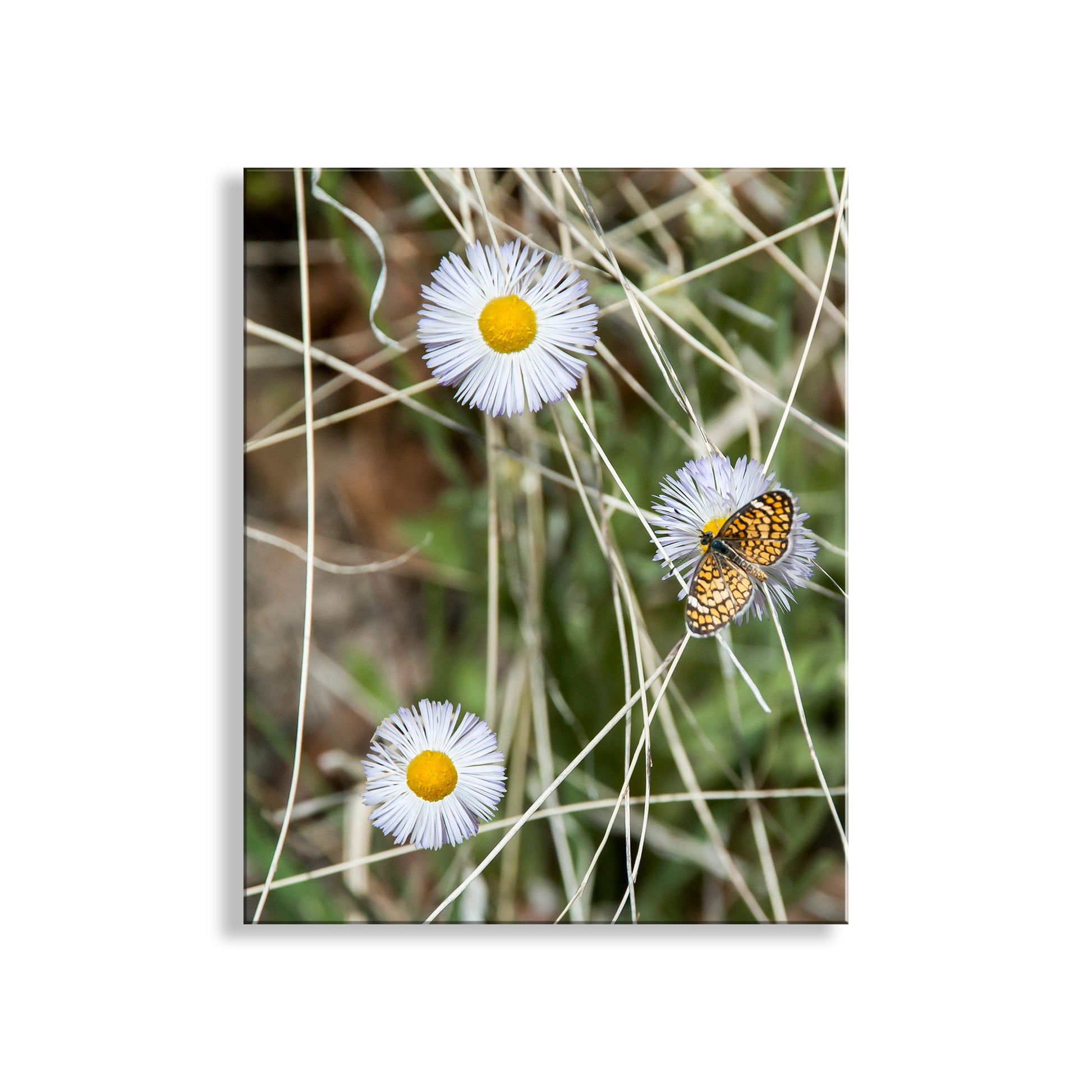 Butterfly on a white flower with a blurred background. Butterfly Wall Decor with Flowers | Charming Arizona Nature Photo