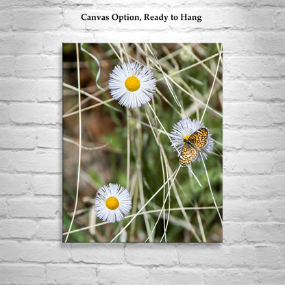 Butterfly & Wildflower Fine Art Print | Arizona Nature Photo