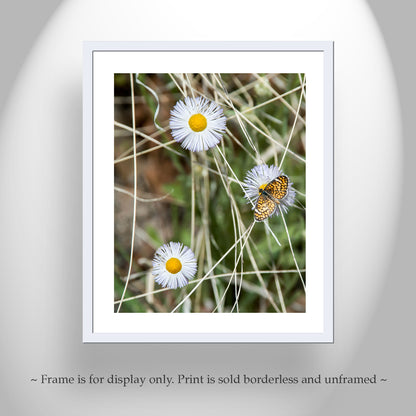 Butterfly & Wildflower Fine Art Print | Arizona Nature Photo