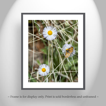 Butterfly & Wildflower Fine Art Print | Arizona Nature Photo