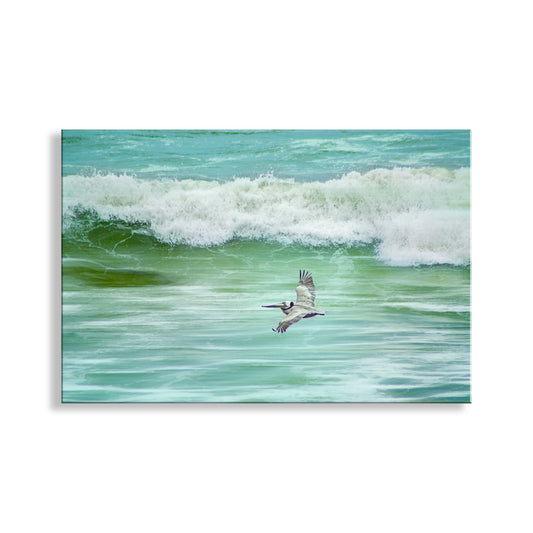Pelican Seabird Bird in Flight Art from San Diego Beach