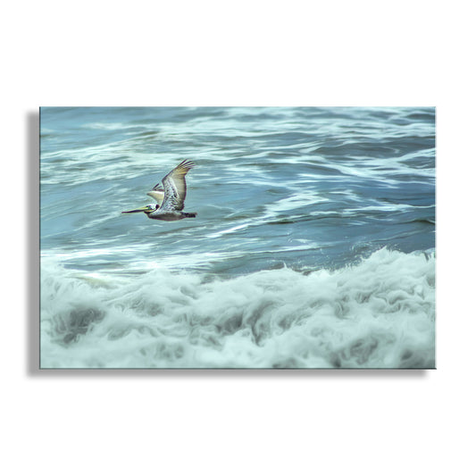Flying Pelican Wall Art Print at Pacific Ocean San Diego California
