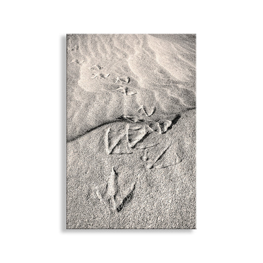 Pelican Bird Prints on Sandy Beach at Rocky Point Mexico