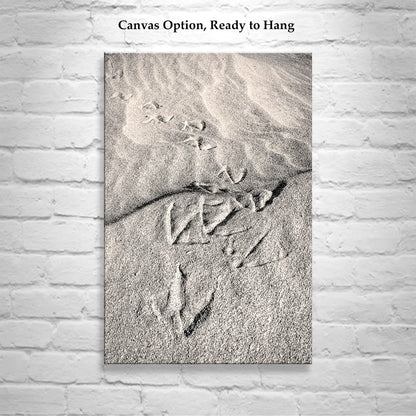 Pelican Bird Prints on Sandy Beach at Rocky Point Mexico