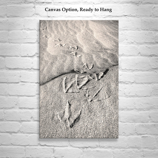Pelican Bird Prints on Sandy Beach at Rocky Point Mexico