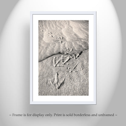 Pelican Bird Prints on Sandy Beach at Rocky Point Mexico
