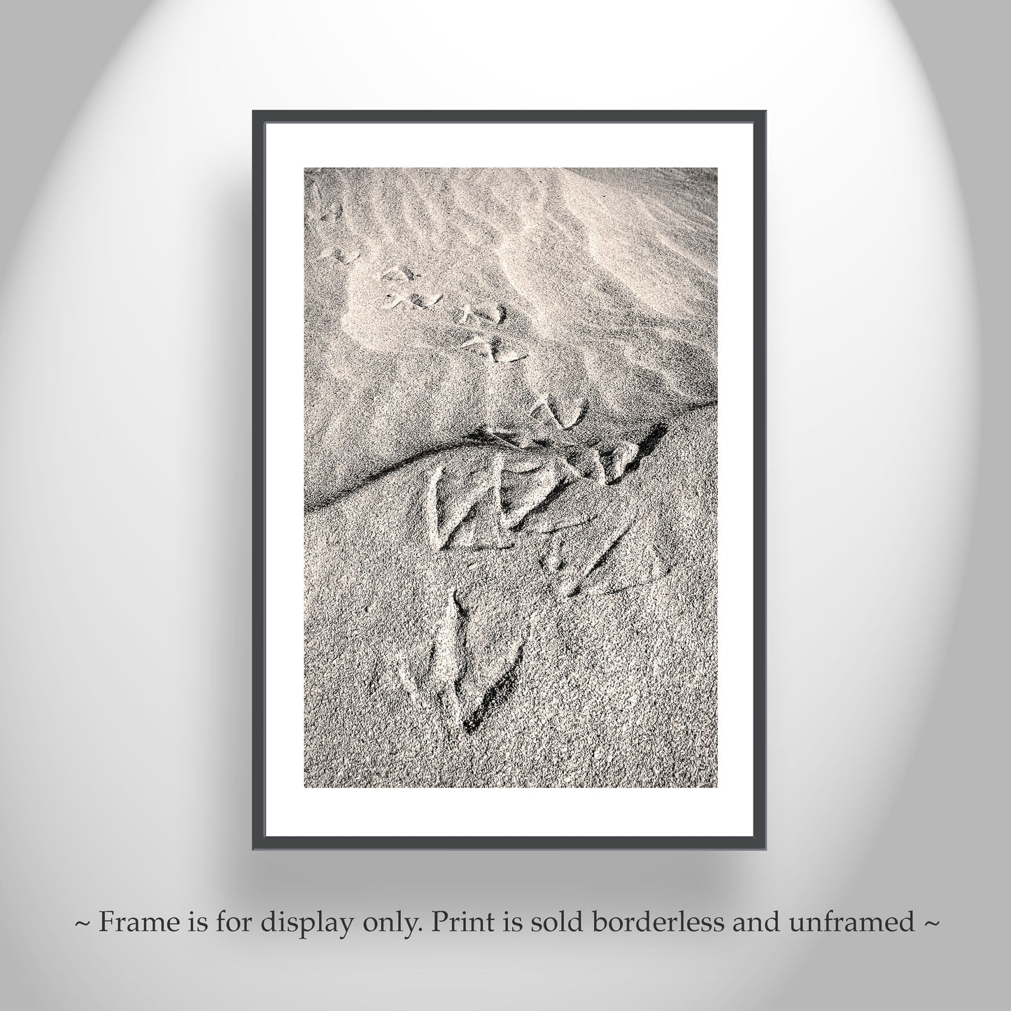 Pelican Bird Prints on Sandy Beach at Rocky Point Mexico