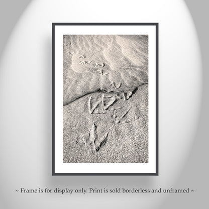 Pelican Bird Prints on Sandy Beach at Rocky Point Mexico