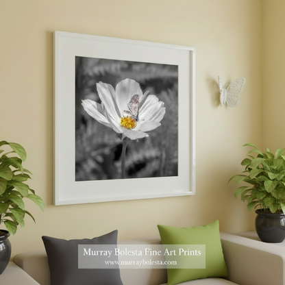 White flower with a butterfly on a black and white background. White Butterfly Photograph with Prickly Poppy Flower in Southern AZWhite Butterfly Photograph with Prickly Poppy Flower in Southern AZ by Murray Bolesta