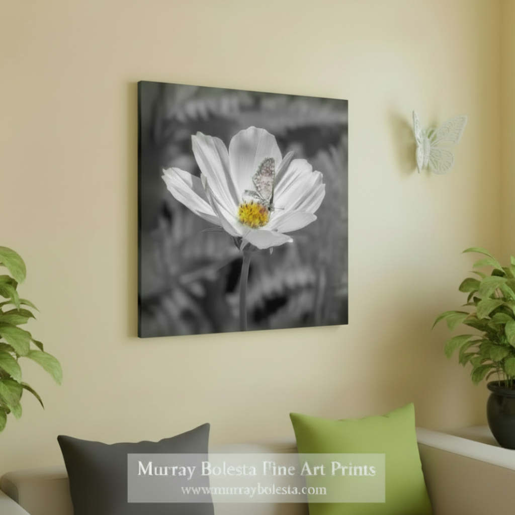 A square canvas wall art print depicting a white flower with a butterfly in black and white, styled on a beige wall above a sofa with green and gray pillows. By Murray Bolesta.