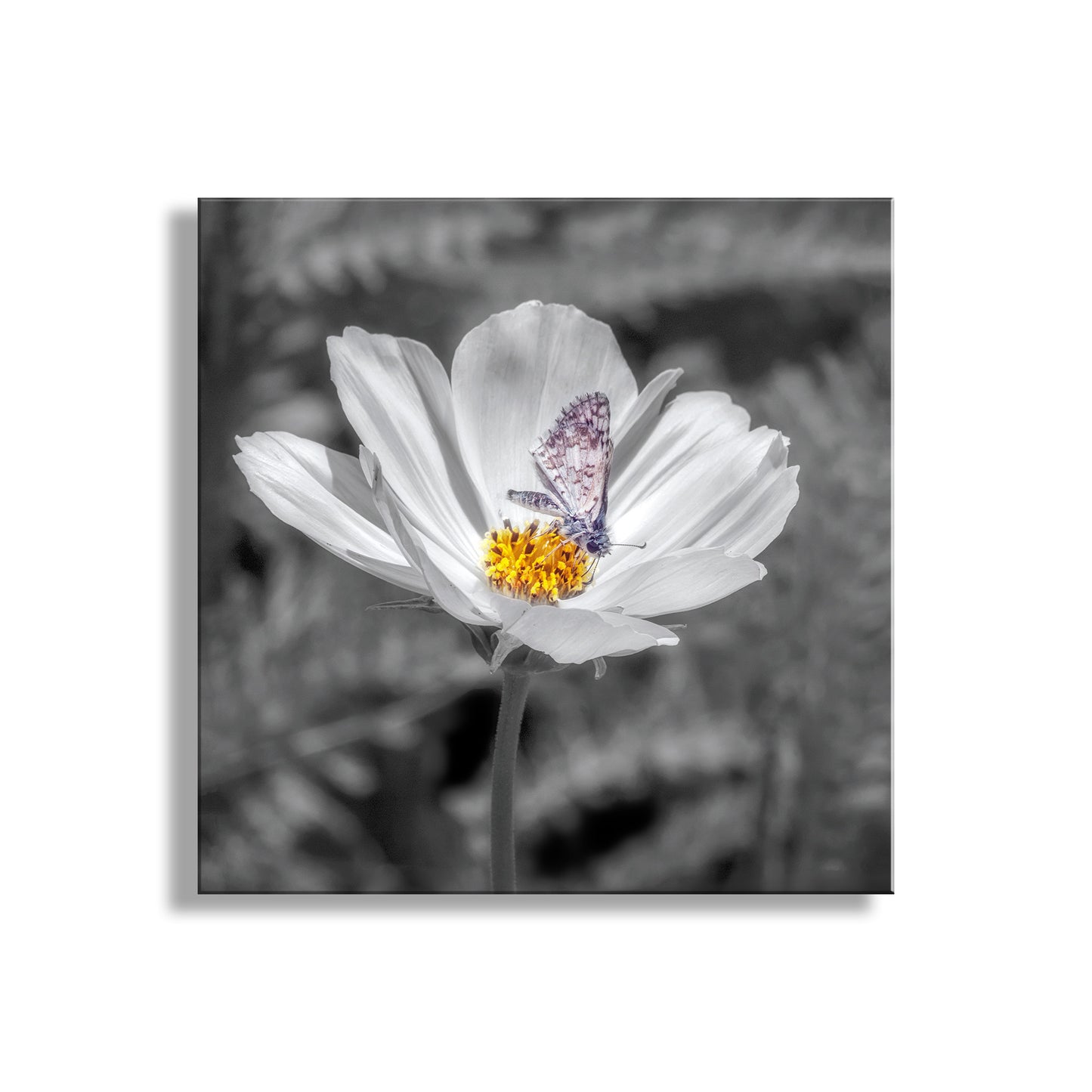 White flower with a butterfly on a black and white background. White Butterfly Photograph with Prickly Poppy Flower in Southern AZWhite Butterfly Photograph with Prickly Poppy Flower in Southern AZ
