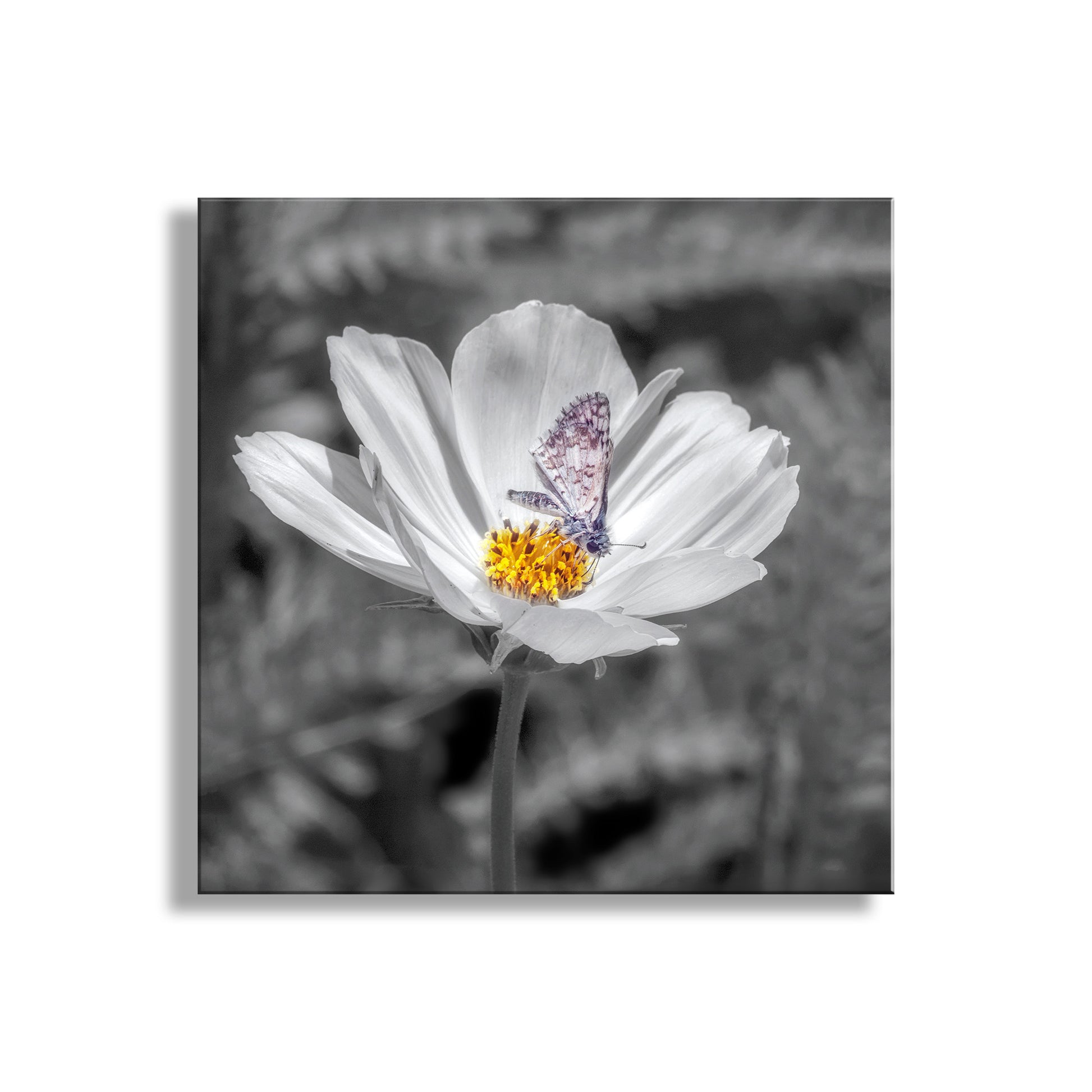 White flower with a butterfly on a black and white background. White Butterfly Photograph with Prickly Poppy Flower in Southern AZWhite Butterfly Photograph with Prickly Poppy Flower in Southern AZ