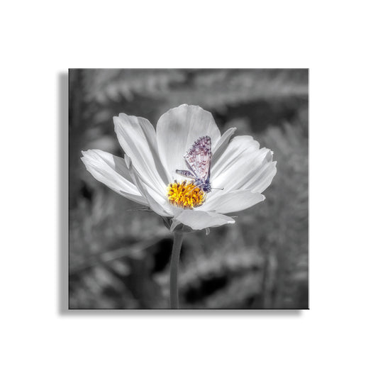 White flower with a butterfly on a black and white background. White Butterfly Photograph with Prickly Poppy Flower in Southern AZWhite Butterfly Photograph with Prickly Poppy Flower in Southern AZ