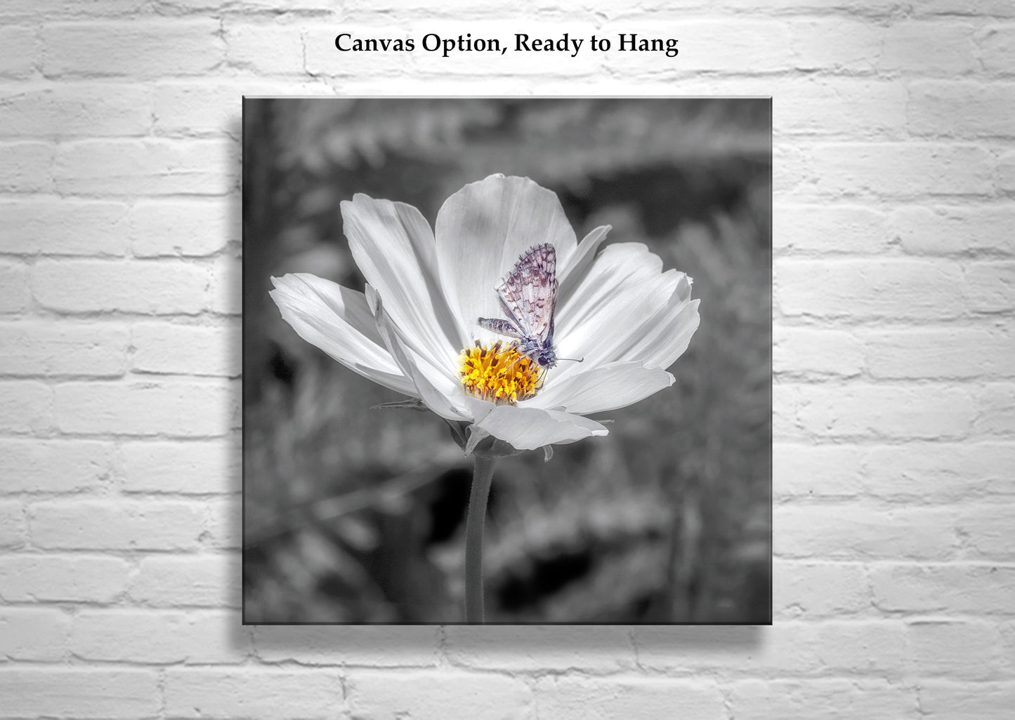 White Butterfly Art Print | Prickly Poppy Flower in Southern AZ