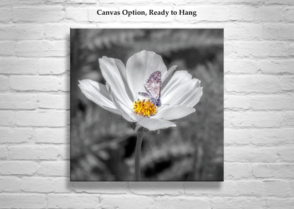 White Butterfly Art Print | Prickly Poppy Flower in Southern AZ