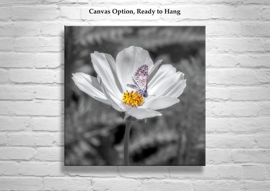 White Butterfly Art Print | Prickly Poppy Flower in Southern AZ