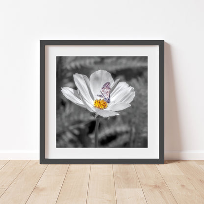 White Butterfly Art Print | Prickly Poppy Flower in Southern AZ
