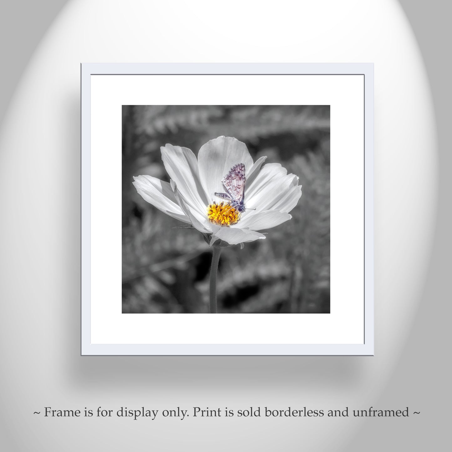 White Butterfly Art Print | Prickly Poppy Flower in Southern AZ