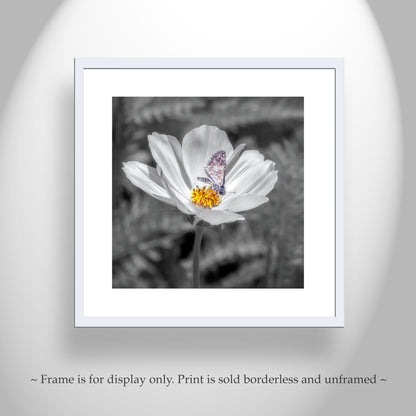 White Butterfly Art Print | Prickly Poppy Flower in Southern AZ