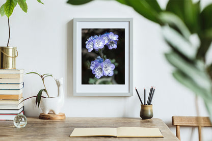 Phacelia Wildflower Tucson Mountain Park Arizona Nature Photography