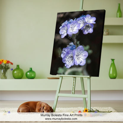 Close-up of purple flowers with a blurred background. Phacelia Wildflower Tucson Mountain Park Arizona Nature Photography by Murray Bolesta