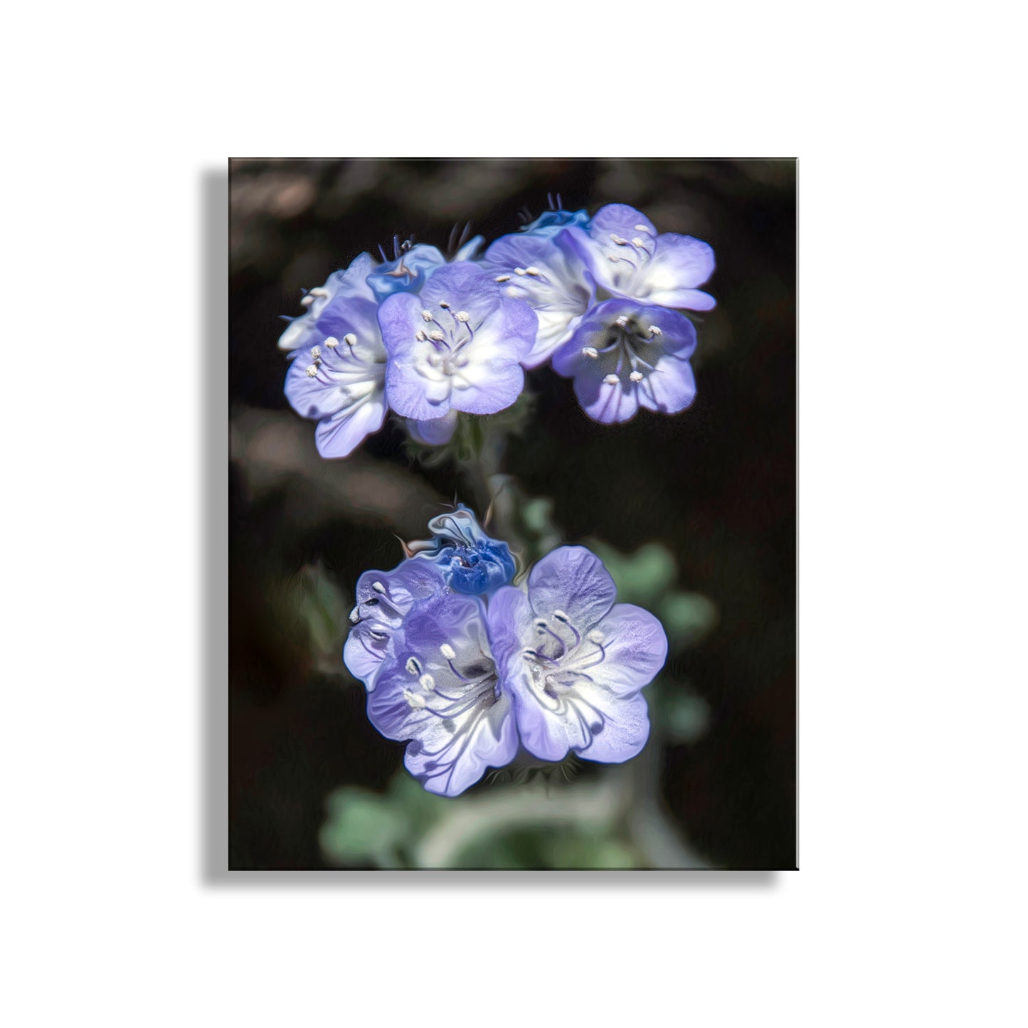 Close-up of purple flowers with a blurred background. Phacelia Wildflower Tucson Mountain Park Arizona Nature Photography
