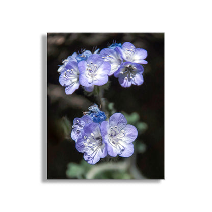 Close-up of purple flowers with a blurred background. Phacelia Wildflower Tucson Mountain Park Arizona Nature Photography